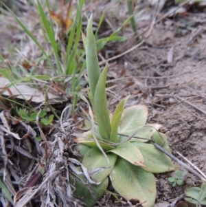 Hymenochilus sp. at Banks, ACT - suppressed