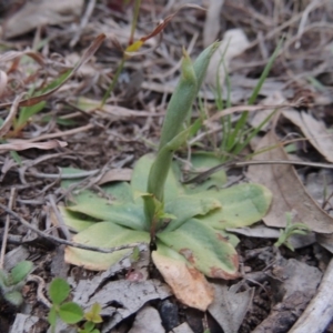 Hymenochilus sp. at Tuggeranong DC, ACT - suppressed