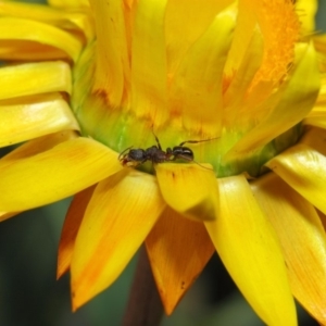 Rhytidoponera tasmaniensis at Acton, ACT - 3 Jul 2019