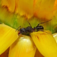 Rhytidoponera tasmaniensis at Acton, ACT - 3 Jul 2019