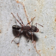 Rhytidoponera tasmaniensis at Hackett, ACT - 7 Jul 2019