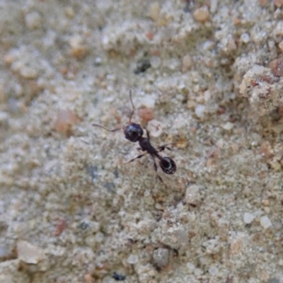 Pheidole sp. (genus) (Seed-harvesting ant) at Cook, ACT - 9 Jul 2019 by CathB