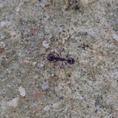 Pheidole sp. (genus) at Cook, ACT - 9 Jul 2019