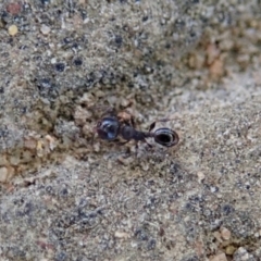 Pheidole sp. (genus) at Cook, ACT - 9 Jul 2019 02:24 PM