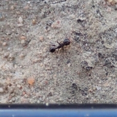 Pheidole sp. (genus) at Cook, ACT - 9 Jul 2019