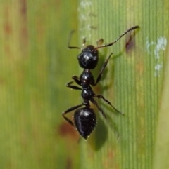 Myrmecorhynchus emeryi (Possum Ant) at Aranda Bushland - 4 Jul 2019 by CathB