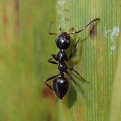 Myrmecorhynchus emeryi (Possum Ant) at Dunlop, ACT - 4 Jul 2019 by CathB