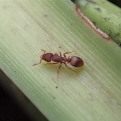 Colobostruma sp. (genus) (Fierce gremlin ant) at Dunlop, ACT - 4 Jul 2019 by CathB