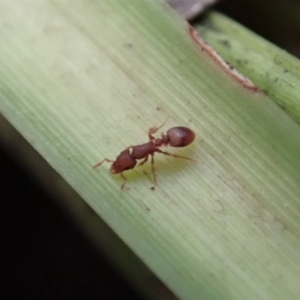 Colobostruma sp. (genus) at Dunlop, ACT - 4 Jul 2019