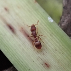 Colobostruma sp. (genus) at Dunlop, ACT - 4 Jul 2019