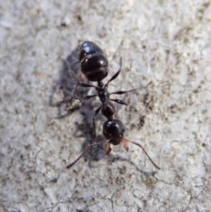 Myrmecorhynchus emeryi at Aranda, ACT - 21 Jun 2019