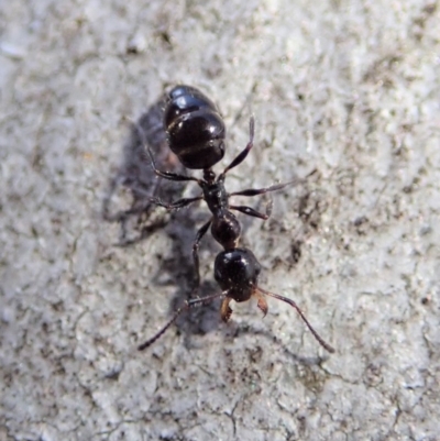 Myrmecorhynchus emeryi (Possum Ant) at Aranda, ACT - 21 Jun 2019 by CathB