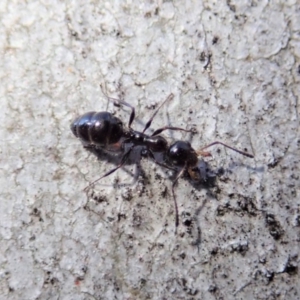 Myrmecorhynchus emeryi at Aranda, ACT - 21 Jun 2019