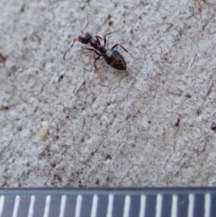 Myrmecorhynchus emeryi at Aranda, ACT - 21 Jun 2019