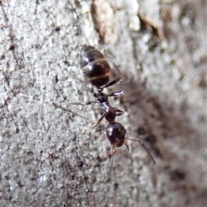 Myrmecorhynchus emeryi at Aranda, ACT - 21 Jun 2019