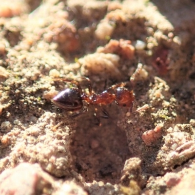 Crematogaster sp. (genus) (Acrobat ant, Cocktail ant) at Cook, ACT - 7 Jun 2019 by CathB