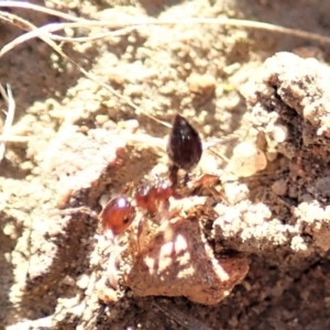 Crematogaster sp. (genus) at Cook, ACT - 7 Jun 2019