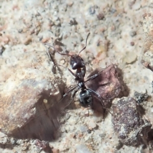 Anonychomyrma sp. (genus) at Cook, ACT - 3 Jul 2019