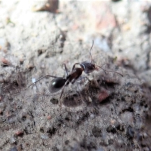 Anonychomyrma sp. (genus) at Cook, ACT - 3 Jul 2019