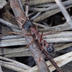 Myrmecia nigriceps (Black-headed bull ant) at Aranda Bushland - 6 Jul 2019 by CathB