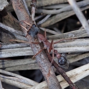 Myrmecia nigriceps at Dunlop, ACT - 6 Jul 2019