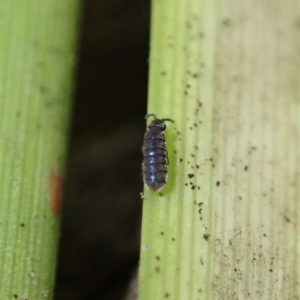 Collembola sp. (class) at Dunlop, ACT - 4 Jul 2019