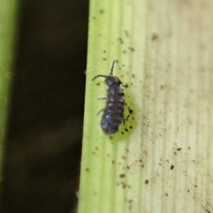 Collembola sp. (class) at Dunlop, ACT - 4 Jul 2019