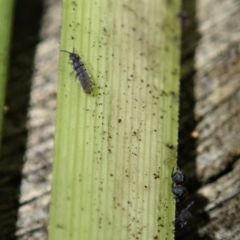 Collembola sp. (class) at Dunlop, ACT - 4 Jul 2019