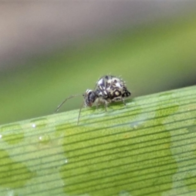 Symphypleona sp. (order) (Globular springtail) at Dunlop, ACT - 5 Jul 2019 by CathB