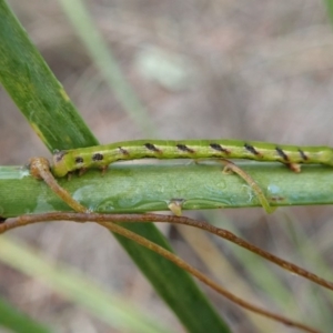 Geometridae (family) IMMATURE at Cook, ACT - 5 Jul 2019