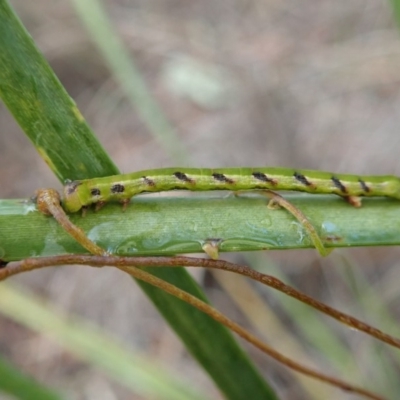 Geometridae (family) IMMATURE (Unidentified IMMATURE Geometer moths) at Aranda Bushland - 5 Jul 2019 by CathB