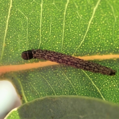 Lepidoptera unclassified IMMATURE moth at Cook, ACT - 3 Jul 2019 by CathB