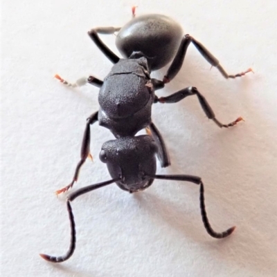 Polyrhachis sp. (genus) (A spiny ant) at Cook, ACT - 7 Jul 2019 by CathB