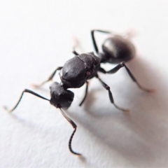 Polyrhachis sp. (genus) at Cook, ACT - 7 Jul 2019