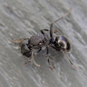 Polyrhachis sp. (genus) at Cook, ACT - 7 Jul 2019