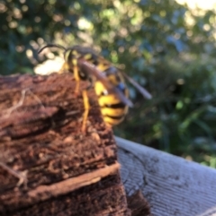 Vespula germanica (European wasp) at Pambula Preschool - 10 Jul 2019 by DonneMunn