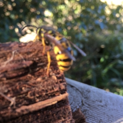 Vespula germanica (European wasp) at Pambula Preschool - 10 Jul 2019 by DonneMunn