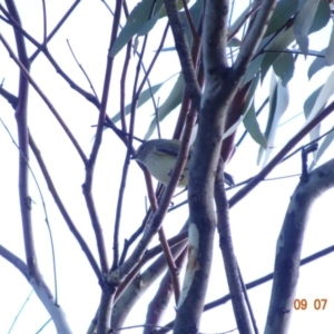 Smicrornis brevirostris at Deakin, ACT - 9 Jul 2019