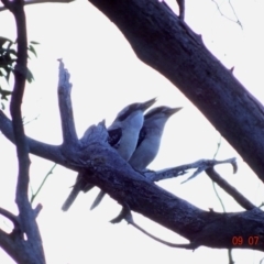 Dacelo novaeguineae (Laughing Kookaburra) at Deakin, ACT - 9 Jul 2019 by TomT