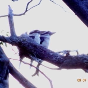 Dacelo novaeguineae at Deakin, ACT - 9 Jul 2019 05:13 PM