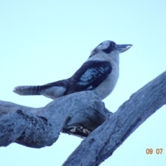 Dacelo novaeguineae at Deakin, ACT - 9 Jul 2019 05:13 PM