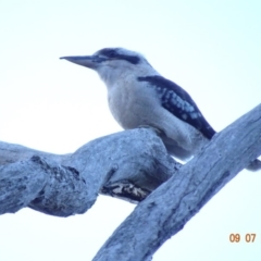 Dacelo novaeguineae at Deakin, ACT - 9 Jul 2019 05:13 PM