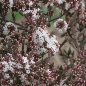 Styphelia attenuata at Fadden, ACT - 5 Jul 2019