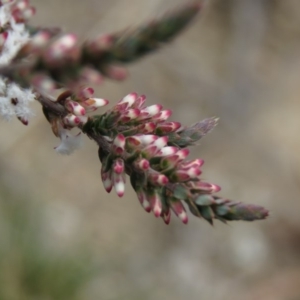 Styphelia attenuata at Fadden, ACT - 5 Jul 2019