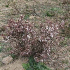 Styphelia attenuata at Fadden, ACT - 5 Jul 2019