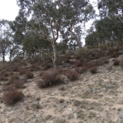 Styphelia attenuata at Fadden, ACT - 5 Jul 2019