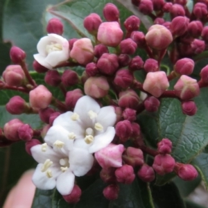 Viburnum tinus at Fadden, ACT - 5 Jul 2019