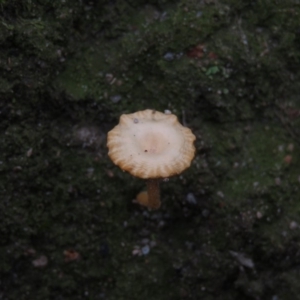 Lichenomphalia chromacea at Fadden, ACT - 5 Jul 2019