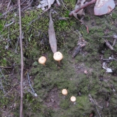 Lichenomphalia chromacea at Fadden, ACT - 5 Jul 2019 11:46 AM