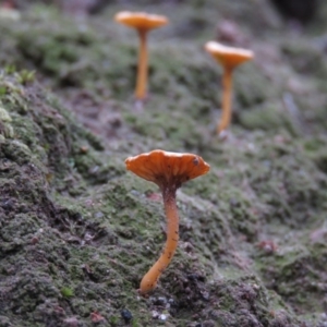 Lichenomphalia chromacea at Fadden, ACT - 5 Jul 2019